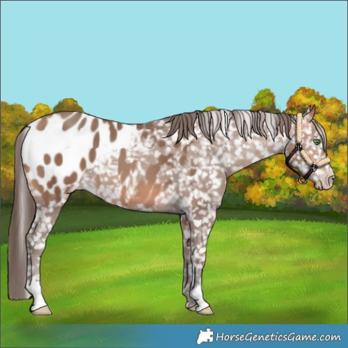 Horse Color:Amber Champagne Blanket