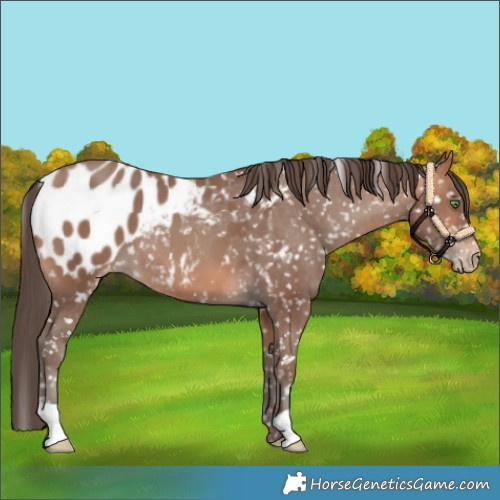 Horse Color:Amber Champagne Appaloosa 