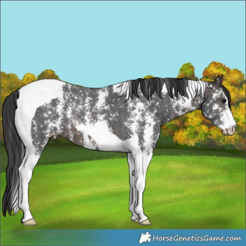 Horse Color:Brown Sabino Tobiano Appaloosa 