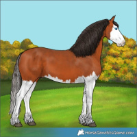 Horse Color:Bay Splash