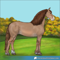 Horse Color:Red Dun Splash
