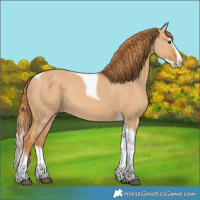 Horse Color:Red Dun Splash Tobiano