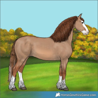 Horse Color:Red Dun Splash
