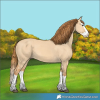 Horse Color:Red Dun Splash