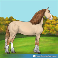 Horse Color:Red Dun Splash 