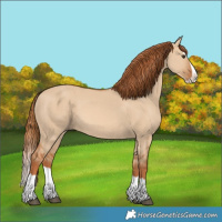 Horse Color:Red Dun Splash 