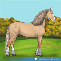 Horse Color:Red Dun Splash 
