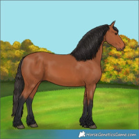 Horse Color:Bay Rabicano 