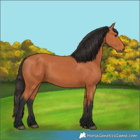 Horse Color:Bay Rabicano