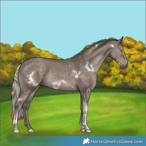 Horse Color:White Spotted Silver Grullo Tobiano 