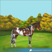 Horse Color:White Spotted Silver Brown