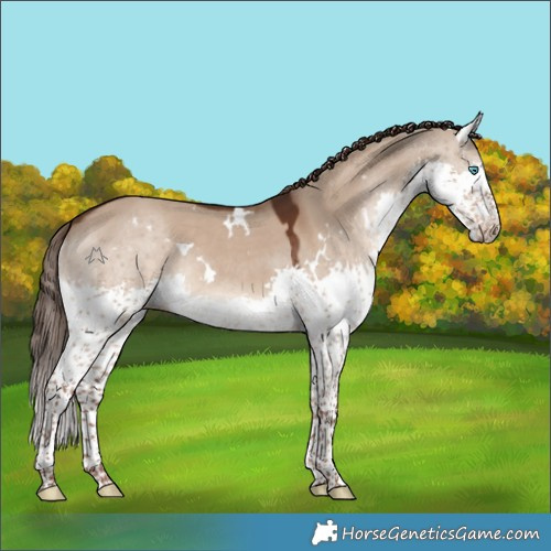 Horse Color:White Spotted Liver Red Dun Splash 