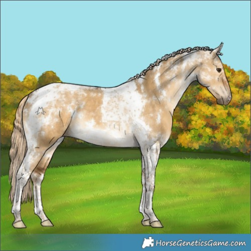 Horse Color:White Spotted Chocolate Palomino Dun Tobiano Rabicano 