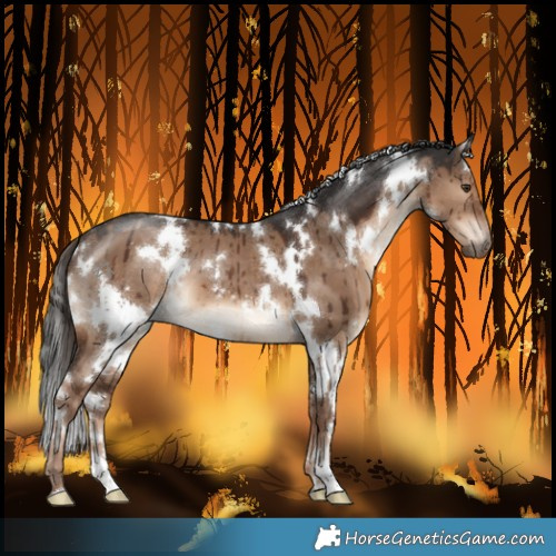 Horse Color:White Spotted Liver Red Dun Brindle 