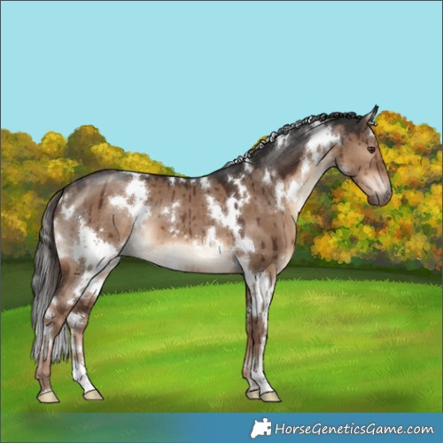 Horse Color:White Spotted Liver Red Dun Brindle 
