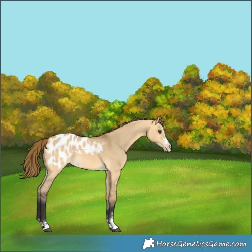 Horse Color:Buckskin Dun Appaloosa 