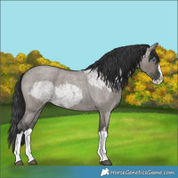 Horse Color:Grullo Roan Sabino Splash  and Grullo Roan Sabino Splash 
