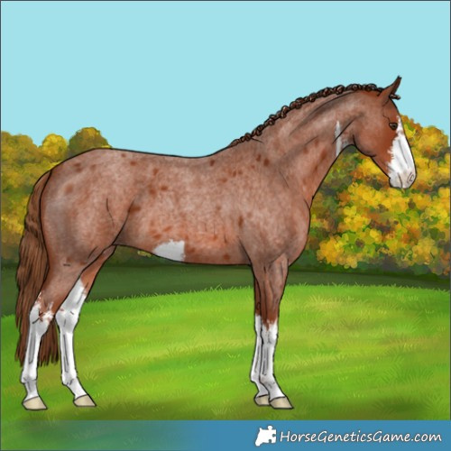 Horse Color:White Spotted Red Roan 