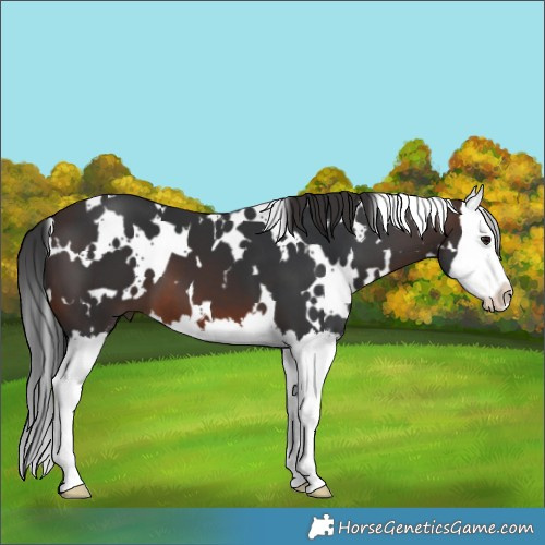 Horse Color:White Spotted Brown Splash 