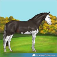 Horse Color:Liver Chestnut Splash 