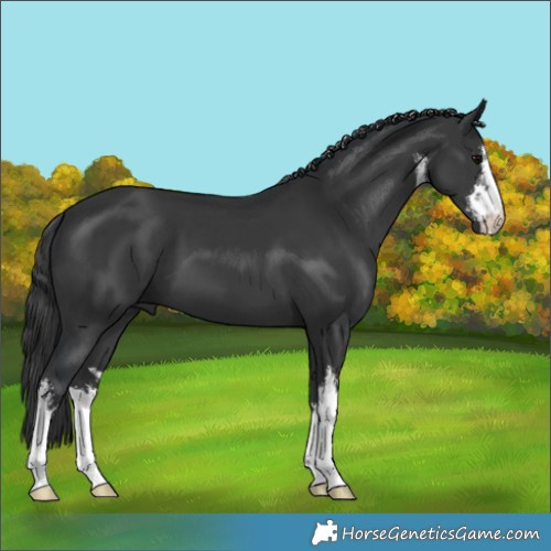 Horse Color:White Spotted Black 
