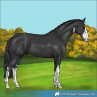 Horse Color:White Spotted Black
