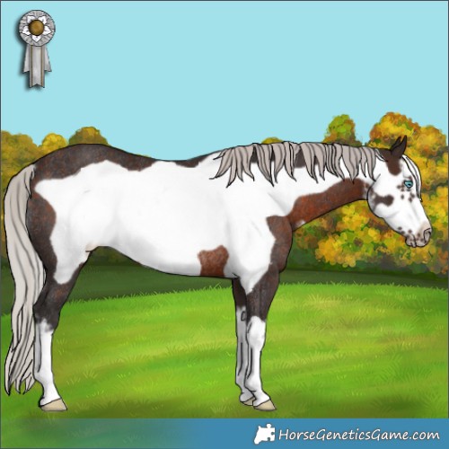 Horse Color:White Spotted Silver Brown Frame Rabicano 
