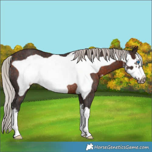 Horse Color:White Spotted Silver Brown Frame Rabicano 