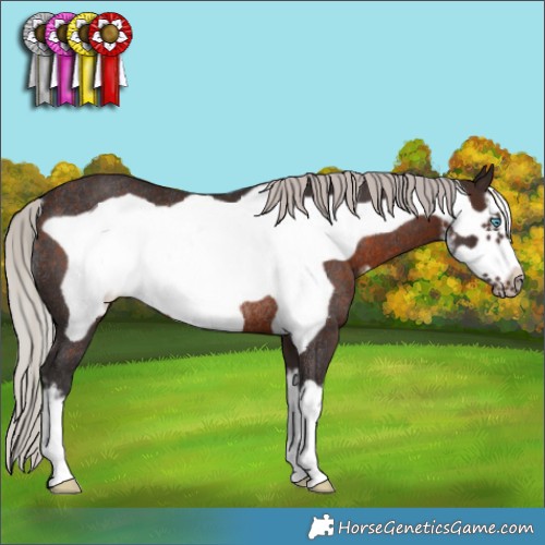 Horse Color:White Spotted Silver Brown Frame Rabicano