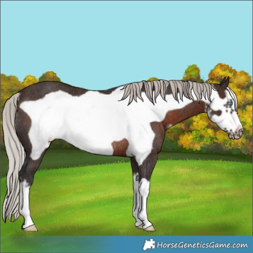 Horse Color:White Spotted Silver Brown Frame Rabicano 