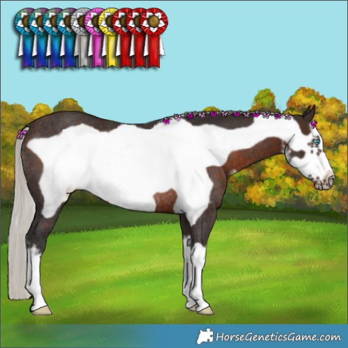 Horse Color:White Spotted Silver Brown Frame Rabicano