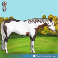 Horse Color:White Spotted Silver Brown Frame Rabicano