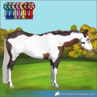 Horse Color:White Spotted Silver Brown Frame Rabicano 