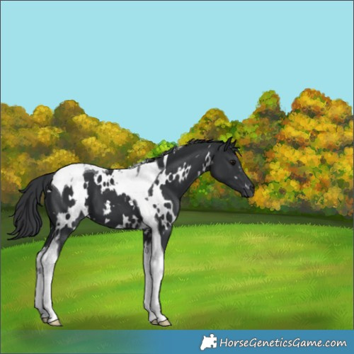 Horse Color:White Spotted Black Tobiano