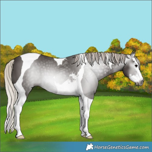 Horse Color:Gray White Spotted Silver Black Splash Tobiano 