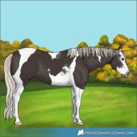 Horse Color:Gray White Spotted Silver Black Splash Tobiano