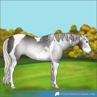 Horse Color:Gray White Spotted Silver Black Splash Tobiano