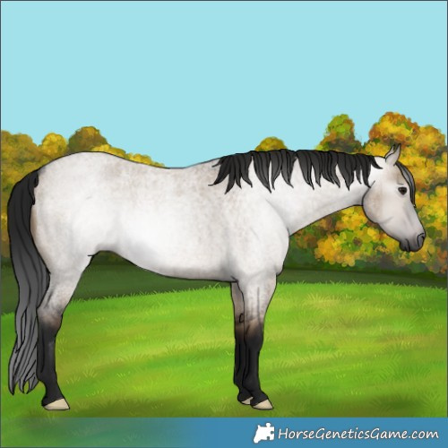 Horse Color:Gray Brown Roan Dun