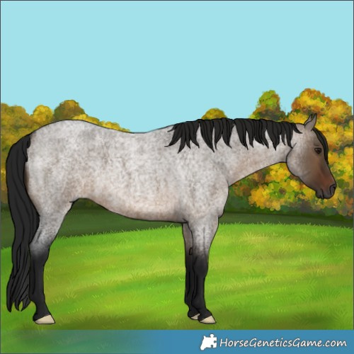 Horse Color:Gray Brown Roan Dun 