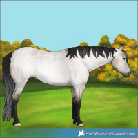 Horse Color:Gray Brown Roan Dun