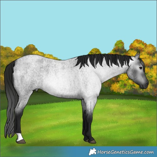 Horse Color:Gray Blue Roan 