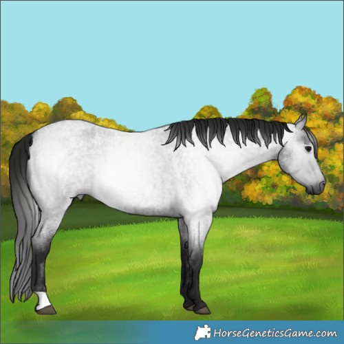 Horse Color:Gray Blue Roan 