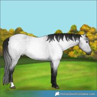 Horse Color:Gray Blue Roan