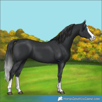 Horse Color:Black Splash