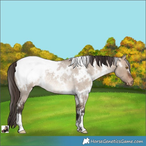 Horse Color:White Spotted Brown Roan Dun Appaloosa Rabicano
