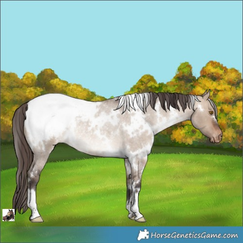 Horse Color:White Spotted Brown Roan Dun Appaloosa Rabicano