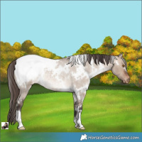 Horse Color:White Spotted Brown Roan Dun Appaloosa Rabicano 