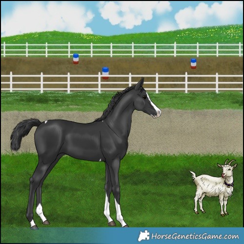 Horse Color:Black Splash Tobiano 