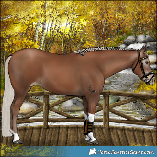 Horse Color:Gray Silver Black Pearl Tobiano