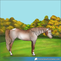 Horse Color:Gray Liver Chestnut Pearl Tobiano 